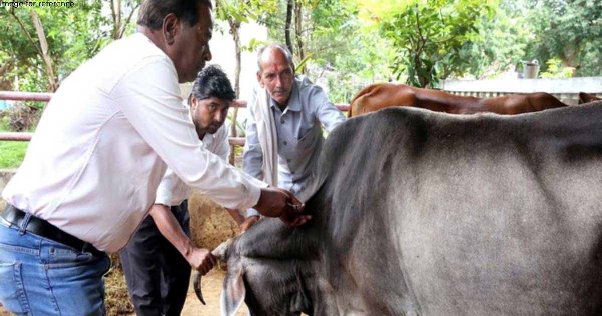 2,203 cows vaccinated against lumpy virus in Mumbai